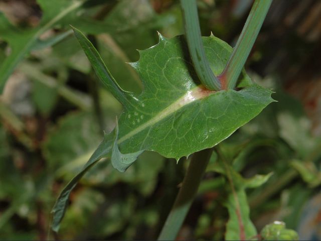 Sonchus tenerrimus / Grespino sfrangiato